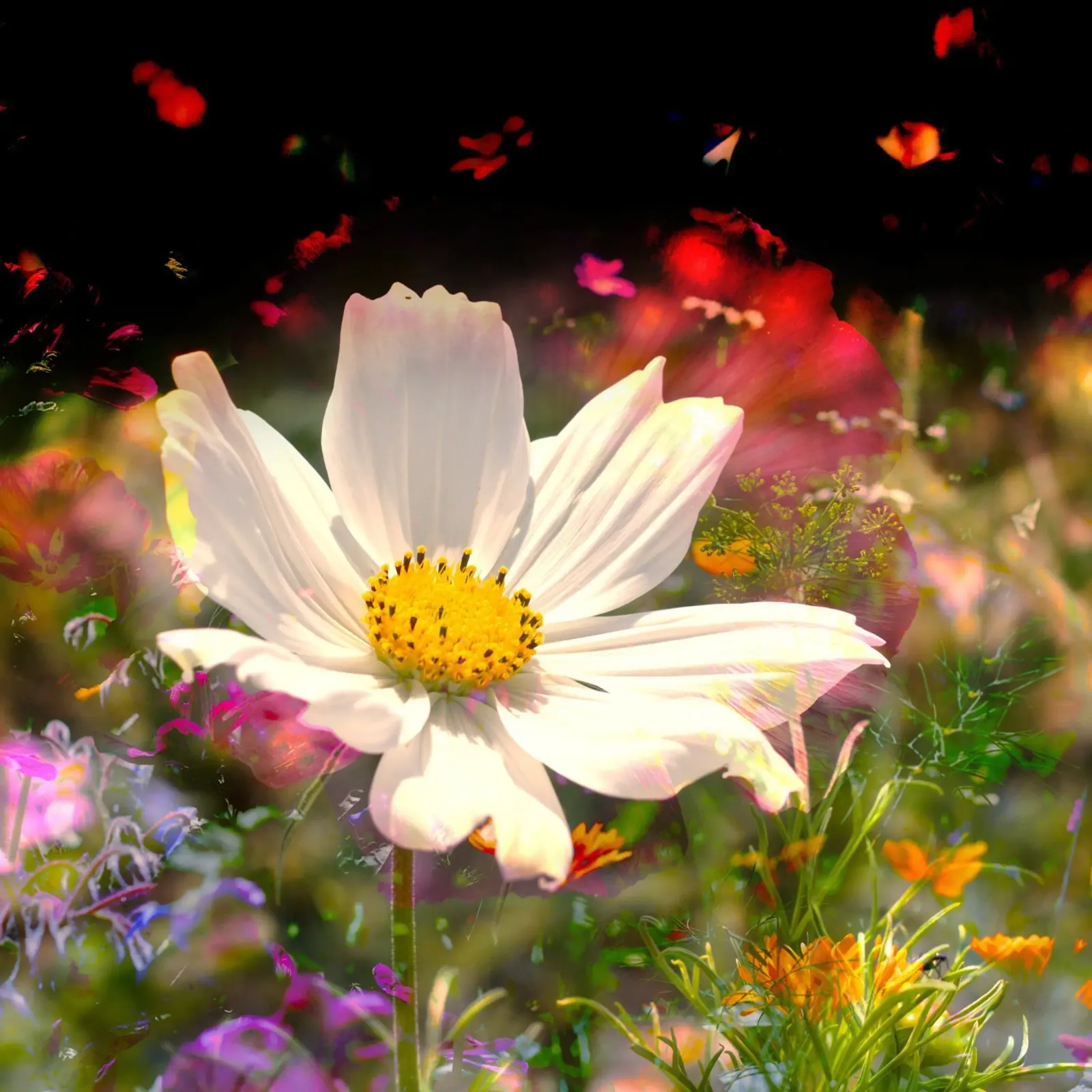 white flower stands brightly in the centre of a field of flowers canvas with Floater frame by NA/MO