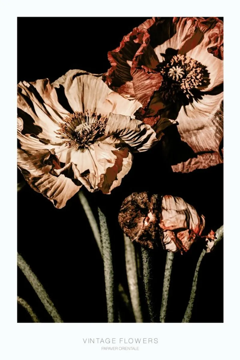 Fiori scuri d'annata Papaver Orientalis pellicola backlit da Monika Strigel