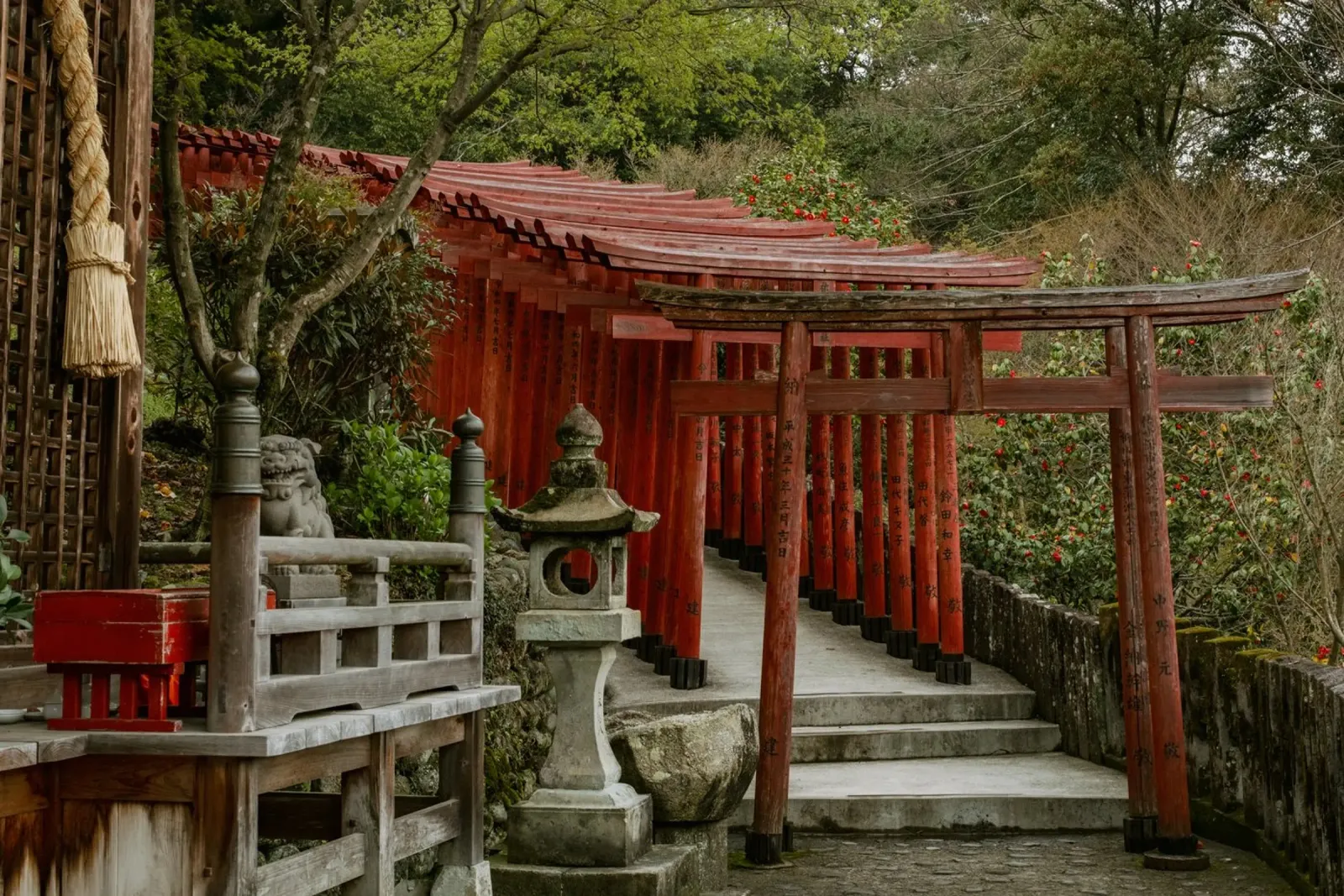 Porte del tempio Torii - Kyushu, Giappone pellicola backlit da Marcel Bisig