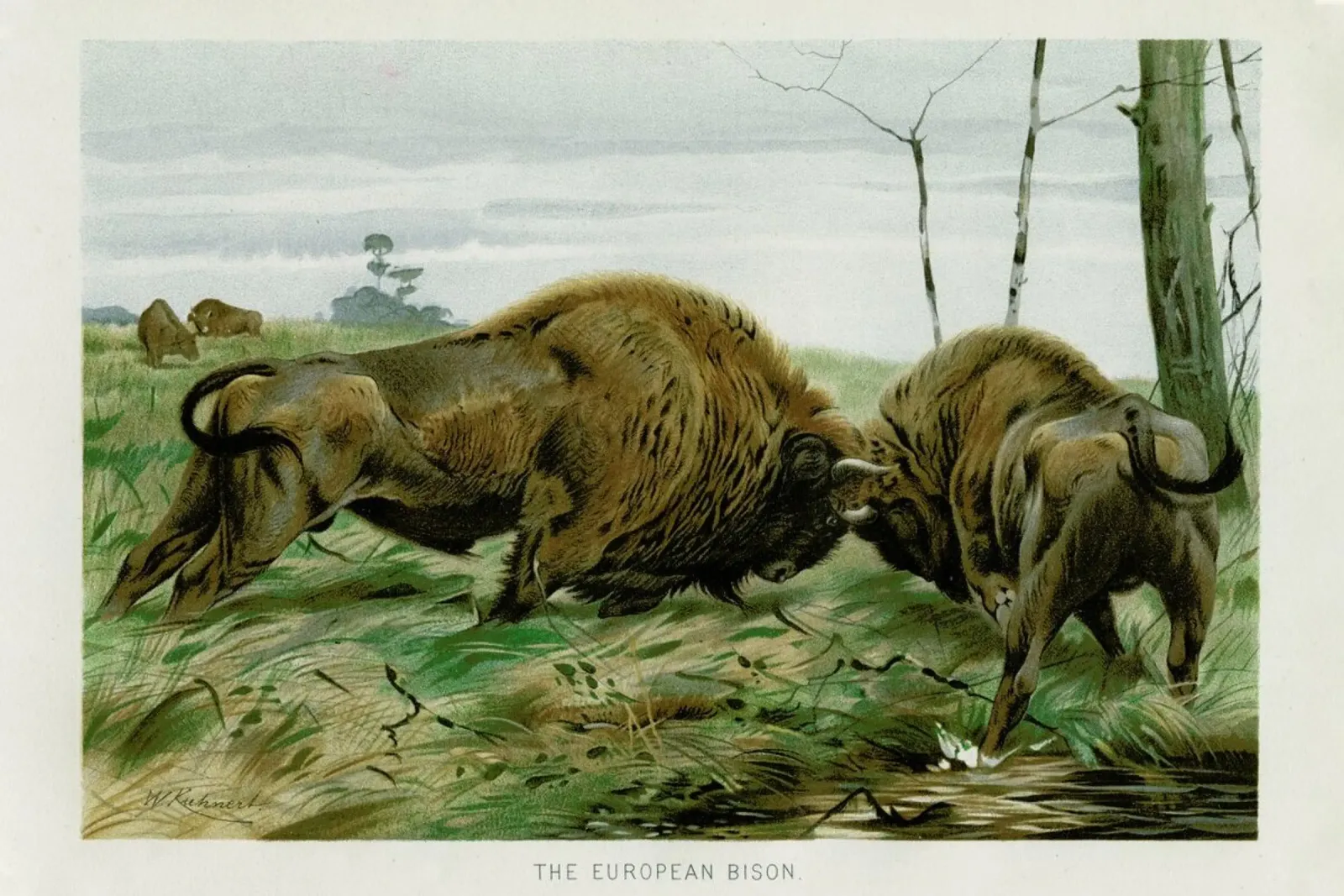 European Bison In Battle tela con Cornice a cassetta da Flora & Fauna