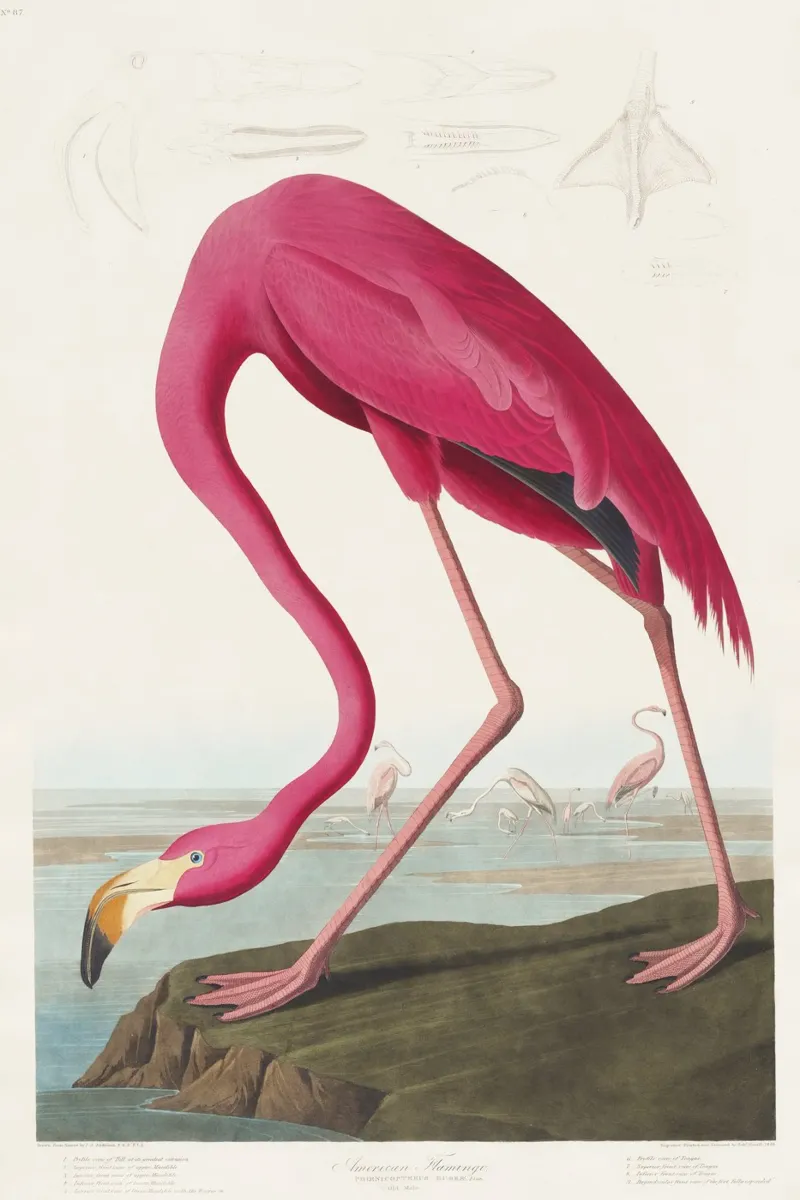 Fenicottero rosa (1827) di John James Audubon pellicola backlit da Venus Art