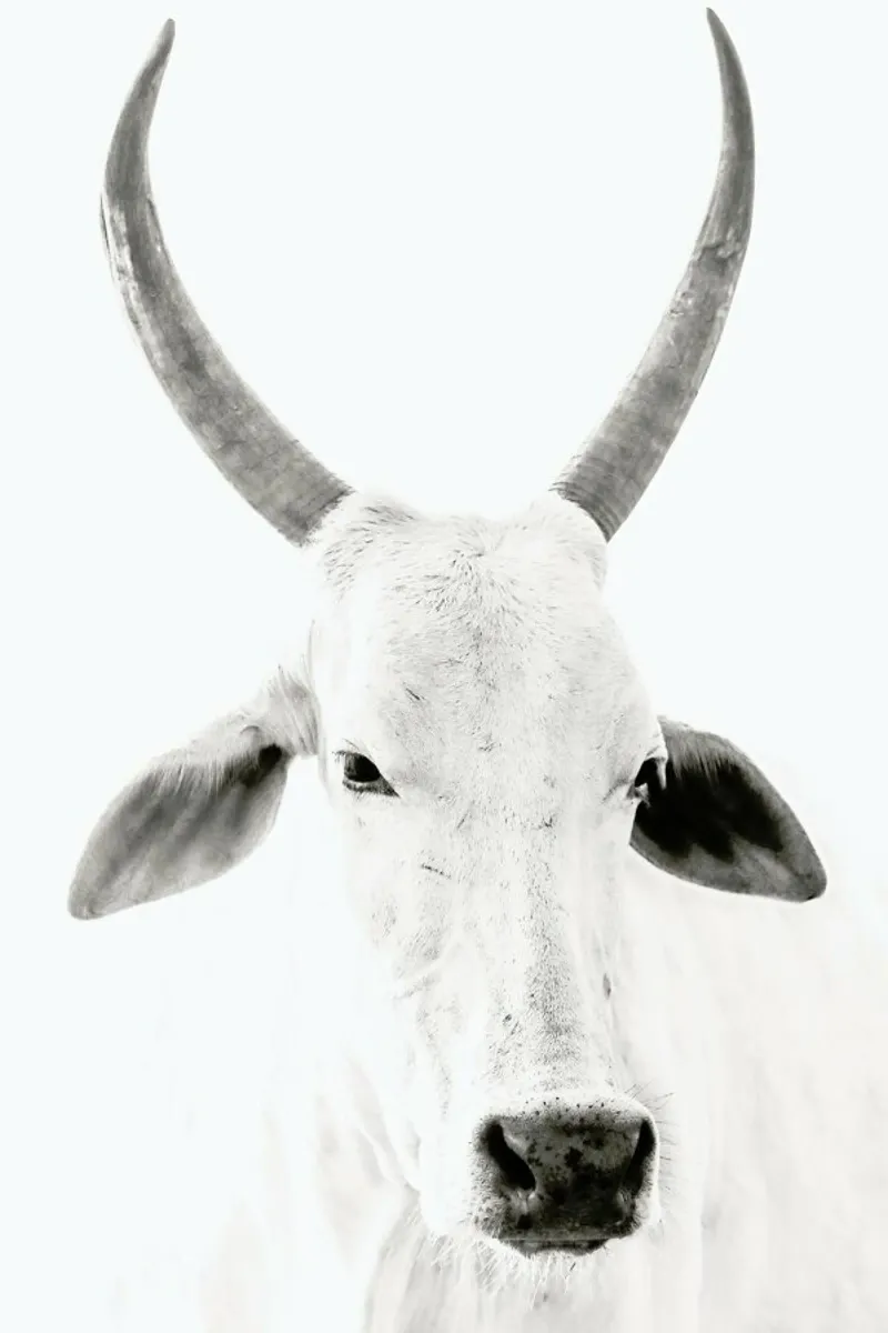 White Cow metacrilato de Victoria Frost