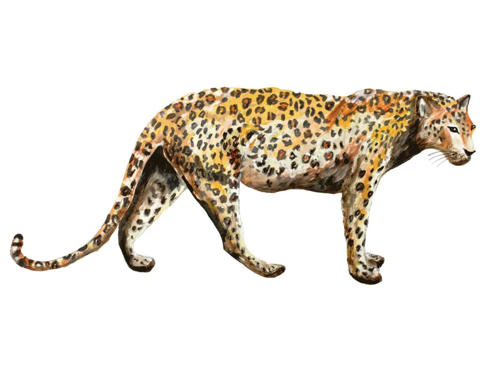 Leopard pellicola backlit da Femke Zwaan