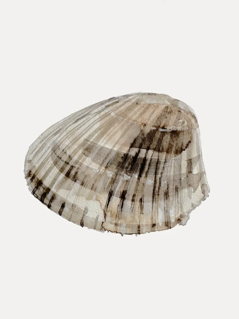 Sea Shell plexiglass da treechild