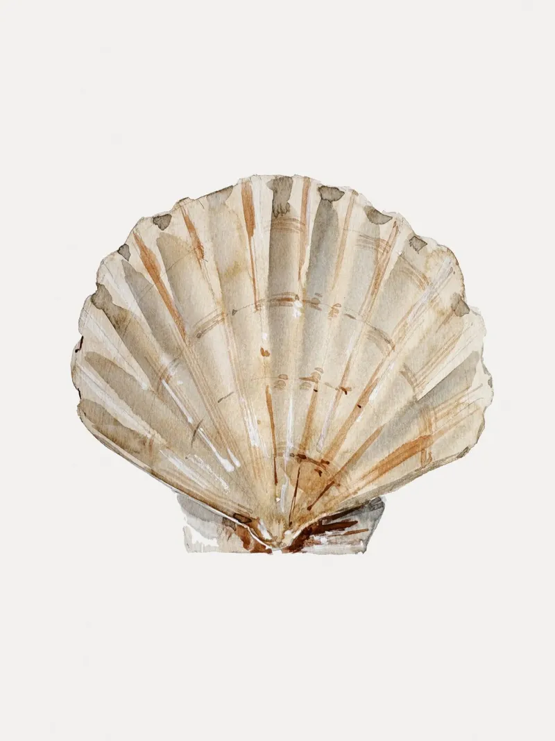 Shell (Pastel Cream) carta hahnemühle da treechild