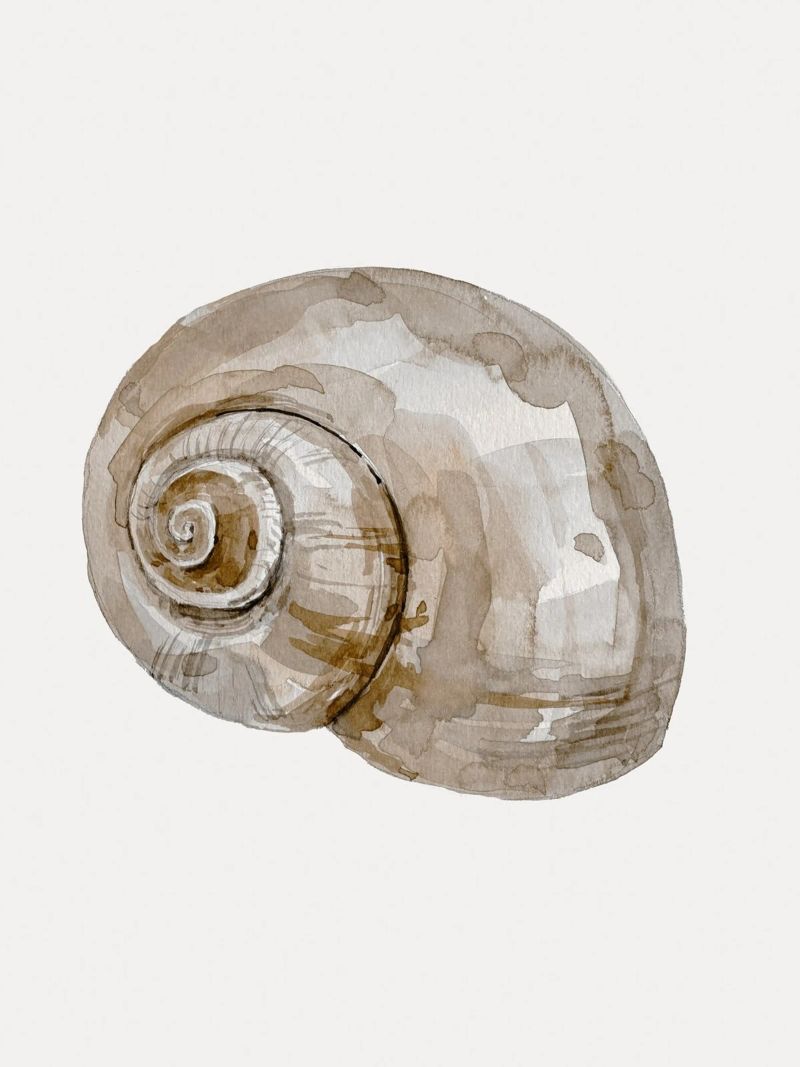 Snail Shell pellicola backlit da treechild