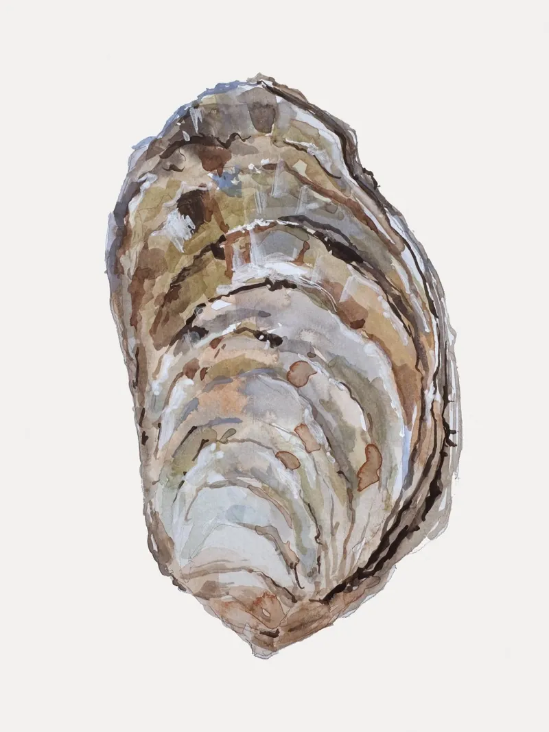 Oyster Shell plexiglass da treechild