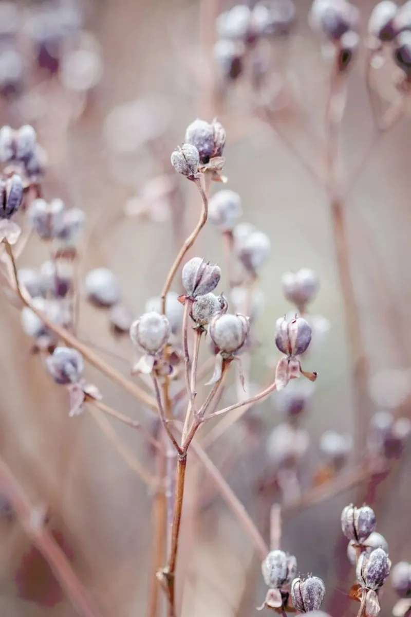 Cotton Buds pellicola backlit da Flora & Fauna
