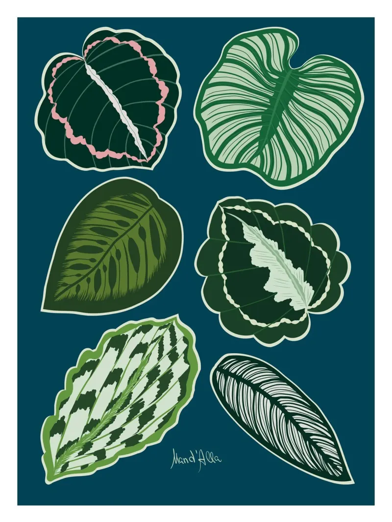 Calathea plant poster da Mandalla Illustration