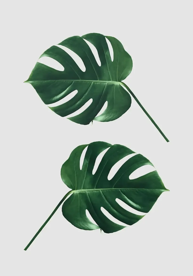 foglie di monstera pellicola backlit da Abstract Botanical Art