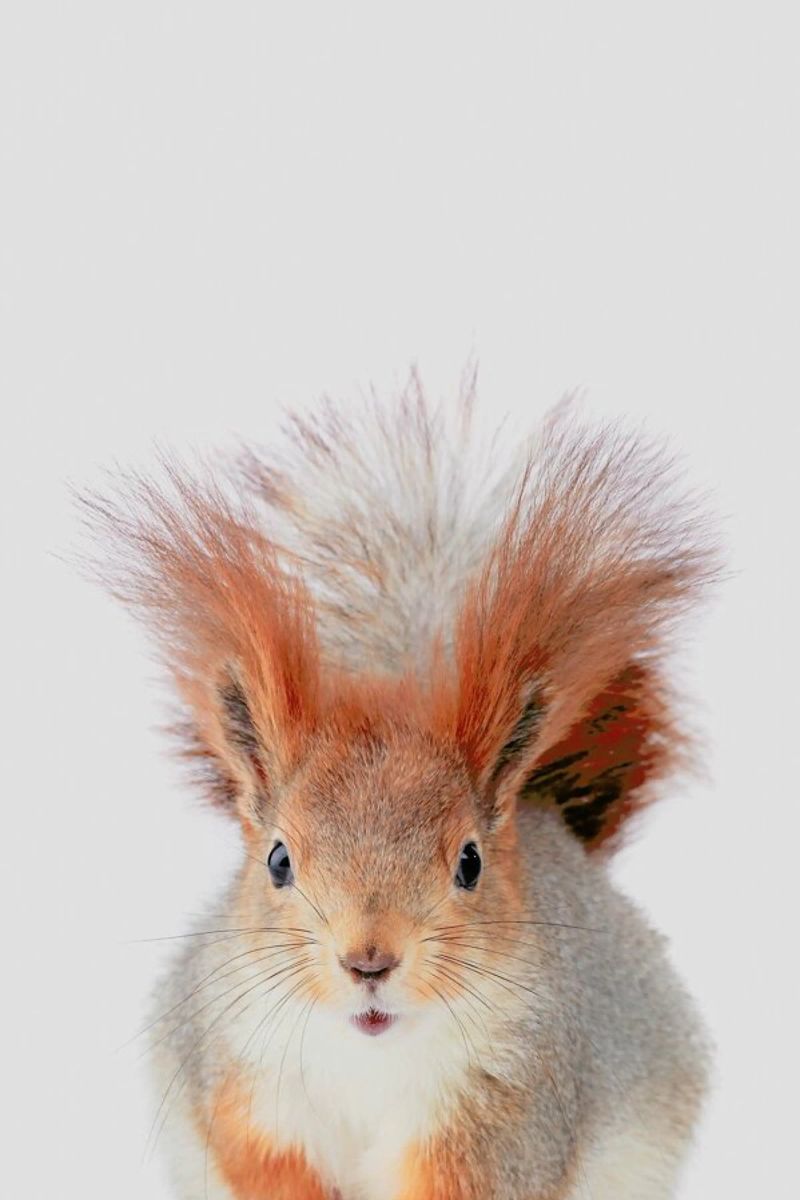 Red Squirrel plexiglass da Paws & Claws