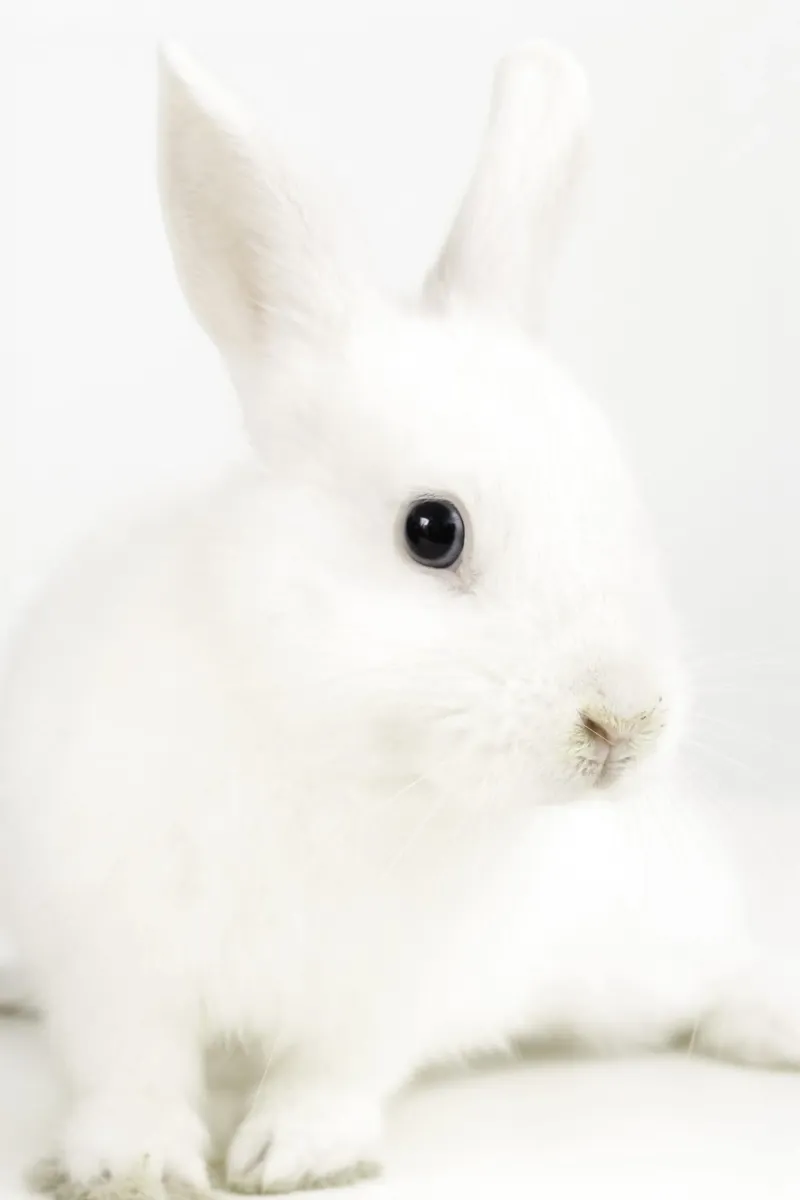 white rabbit pinki plexiglass da Alicia´s