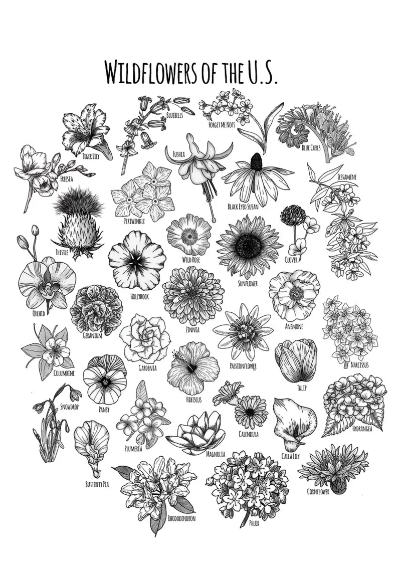 fiori selvatici fiori botanici natura poster con telaio in alluminio da James Isaac Jackson