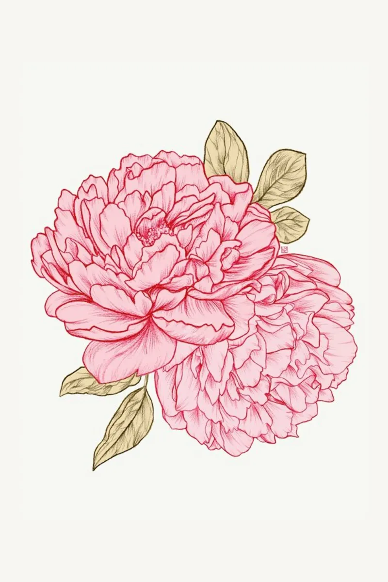Peonies pellicola backlit da Laura O'Connor