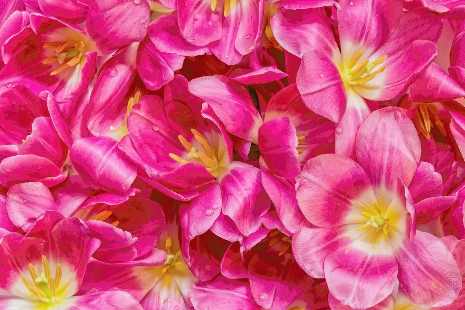 Pink Tulips poster by Curious Collections by Marielle Leenders