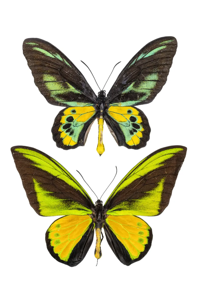 Farfalle verdi pellicola backlit da Curious Collections by Marielle Leenders