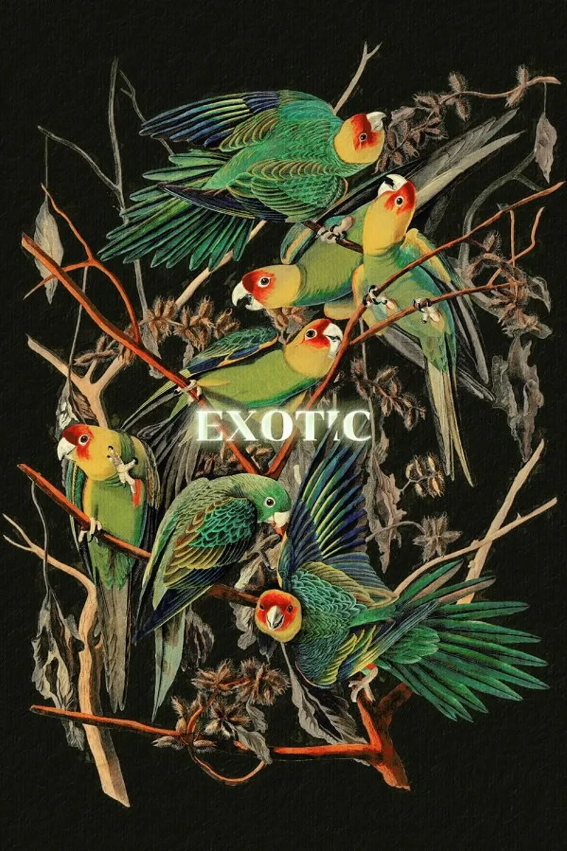 Exotic poster da Jonas Loose