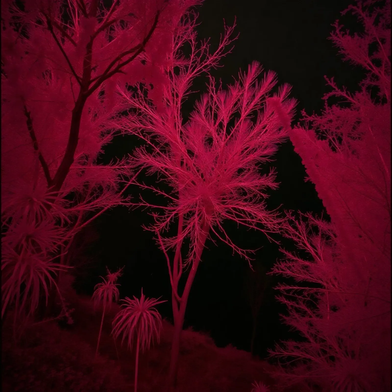 Il paesaggio vivido a infrarossi mostra alberi e piante luminose pellicola backlit da DesignDoodle