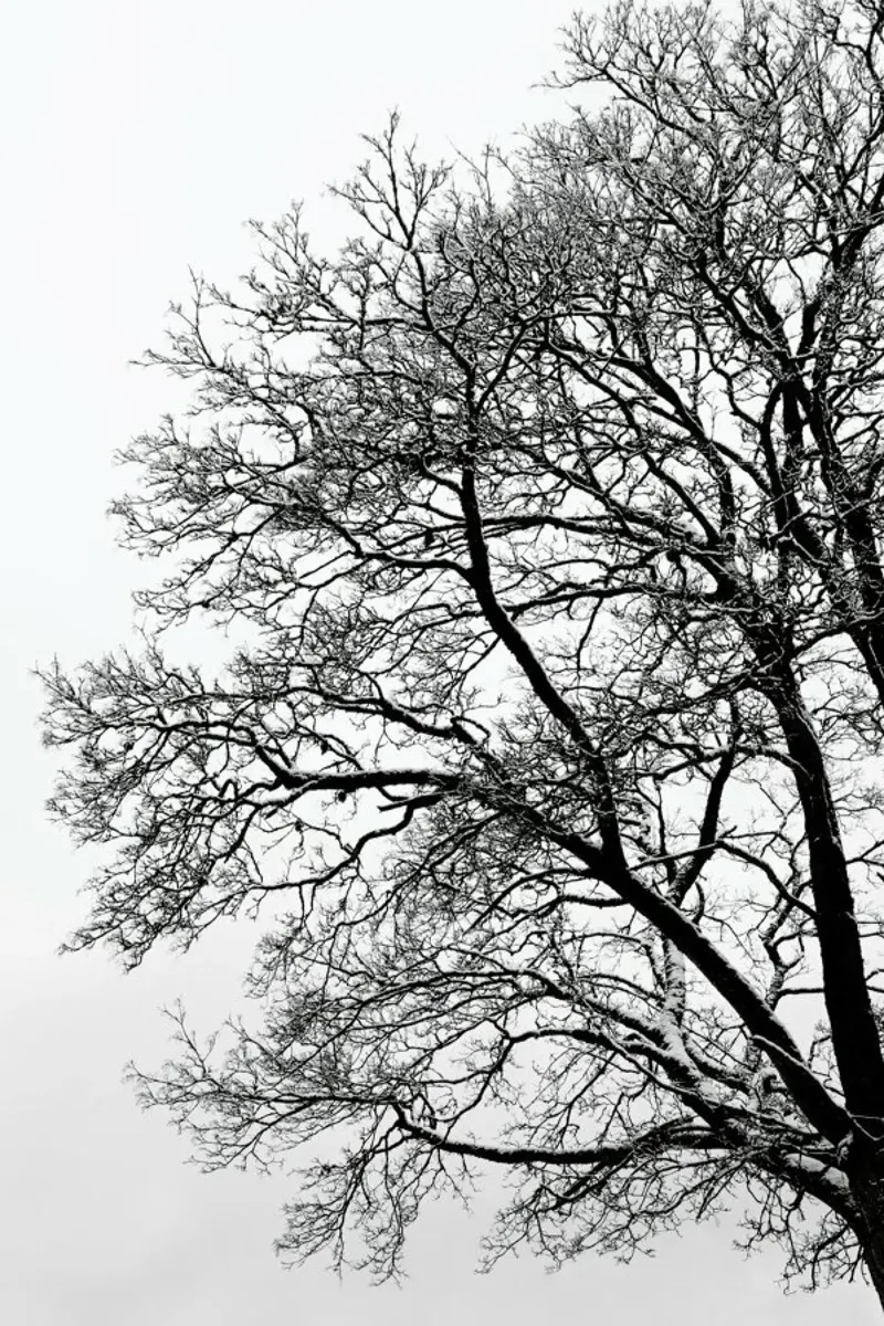Black & White Abstract Winter Tree alluminio dibond da Studio Nahili