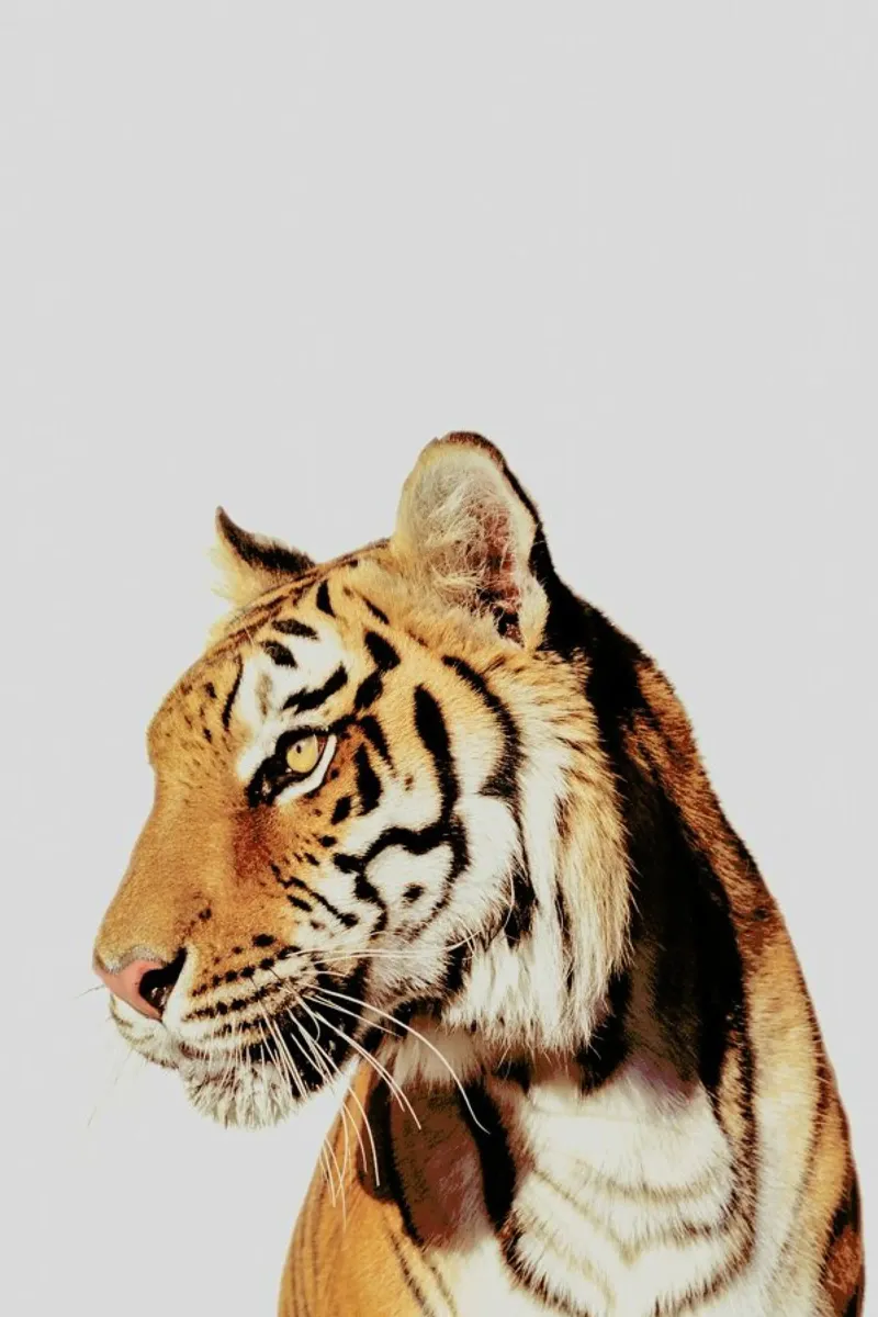Tiger alu-dibond by Paws & Claws