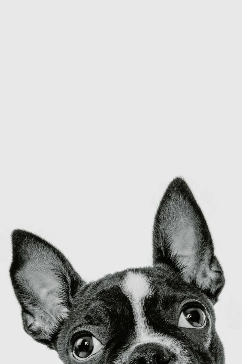 French Bulldog II acrylic glass by Paws & Claws