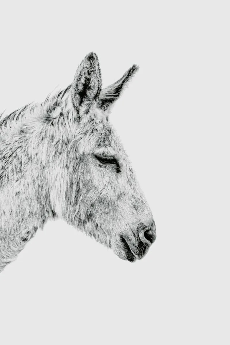 Donkey II pellicola backlit da Paws & Claws