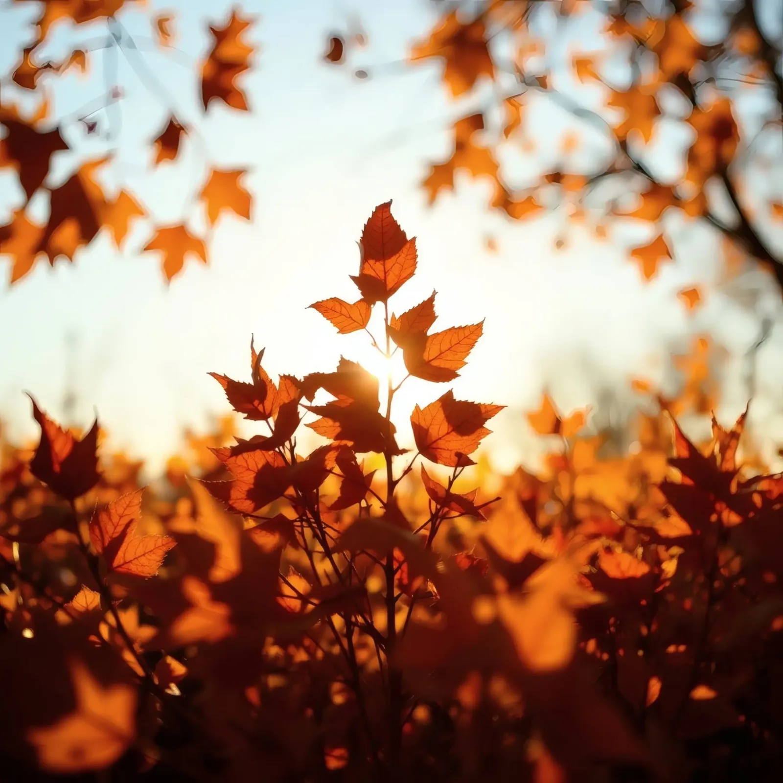 Foglie d'autunno illuminate dalla luce del sole in un ambiente tranquillo. pellicola backlit da DesignDoodle
