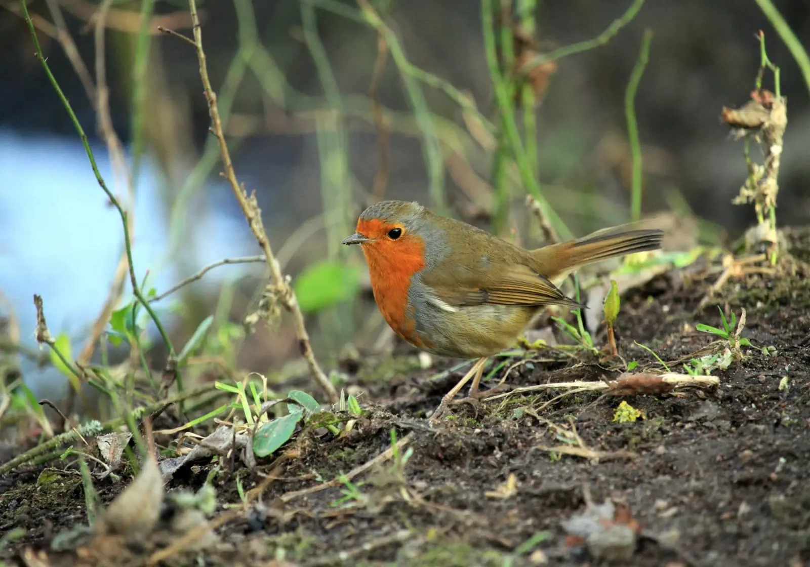 Robin on the Forest Floor canvas by Jack C Photography