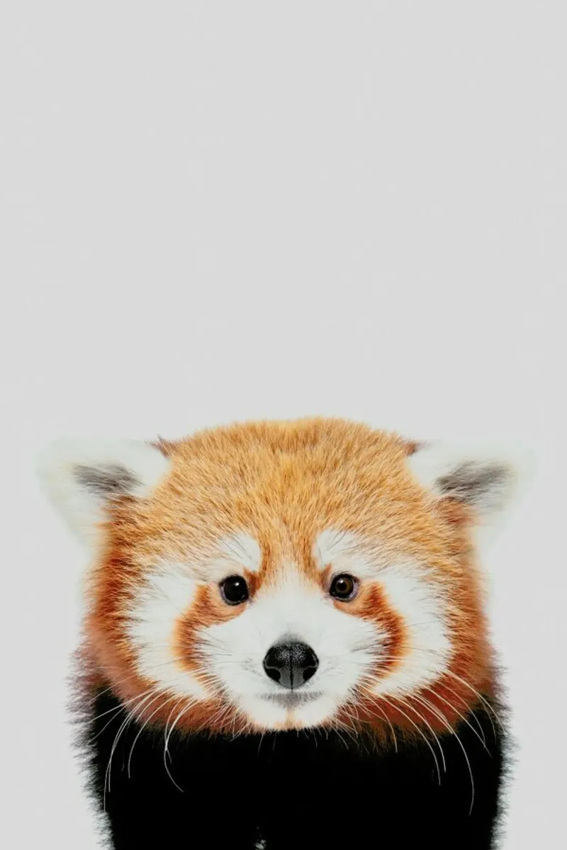 Red Panda II pellicola backlit da Paws & Claws