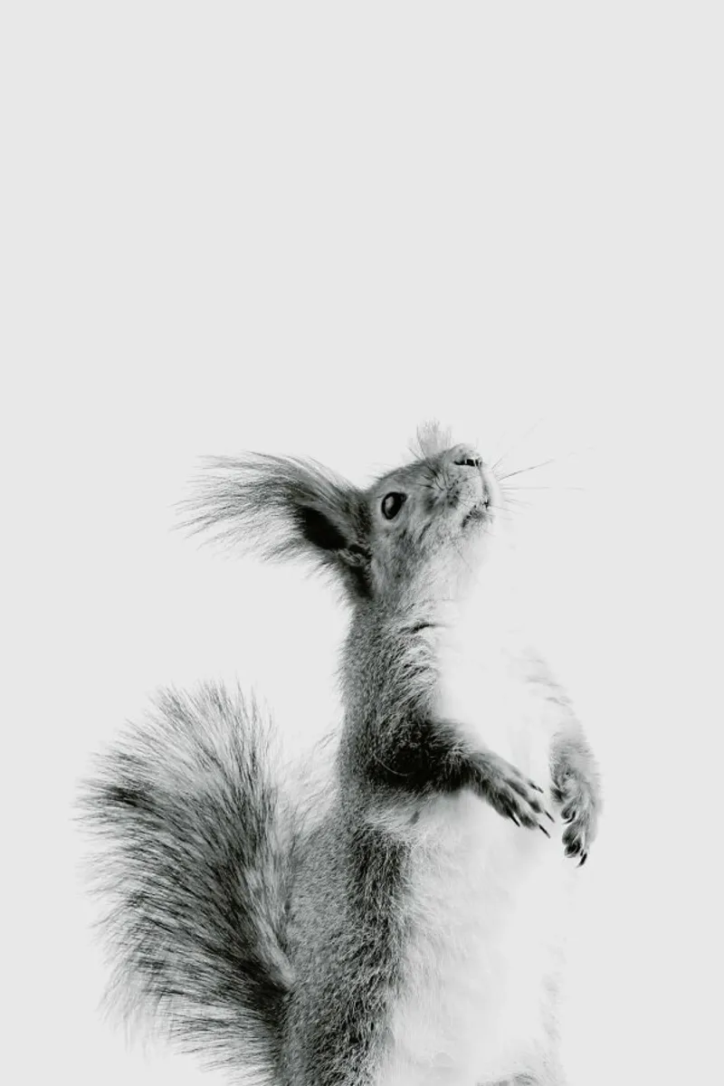Red Squirrel III pellicola backlit da Paws & Claws