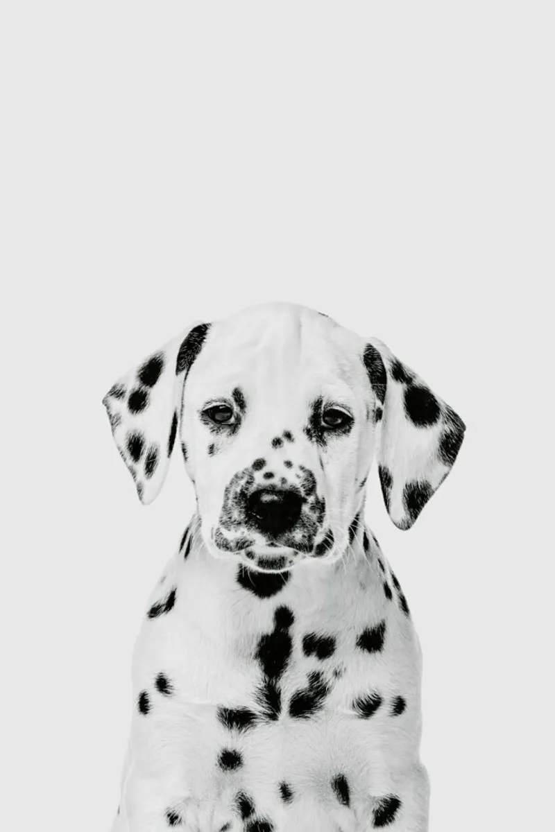 Dalmatian Puppy II plexiglass da Paws & Claws