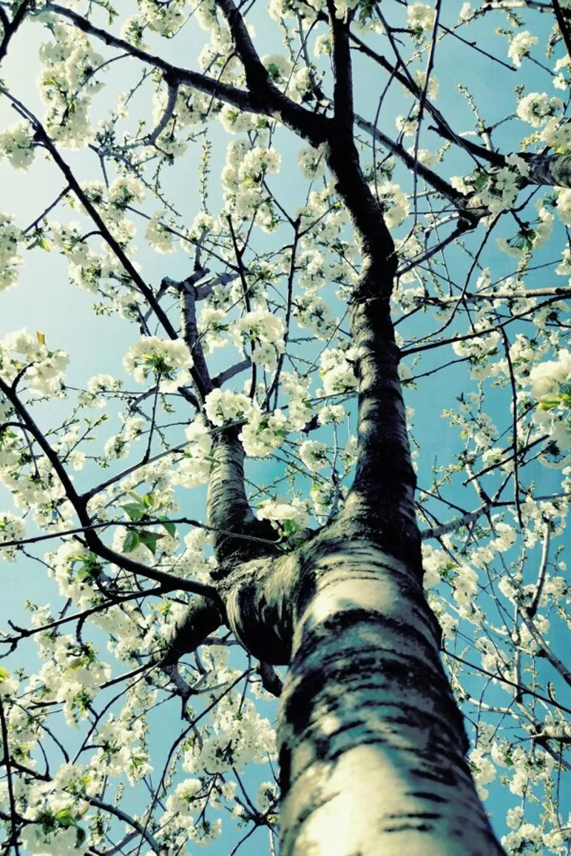Under The Cherry Tree pellicola backlit da Angelo Cerantola