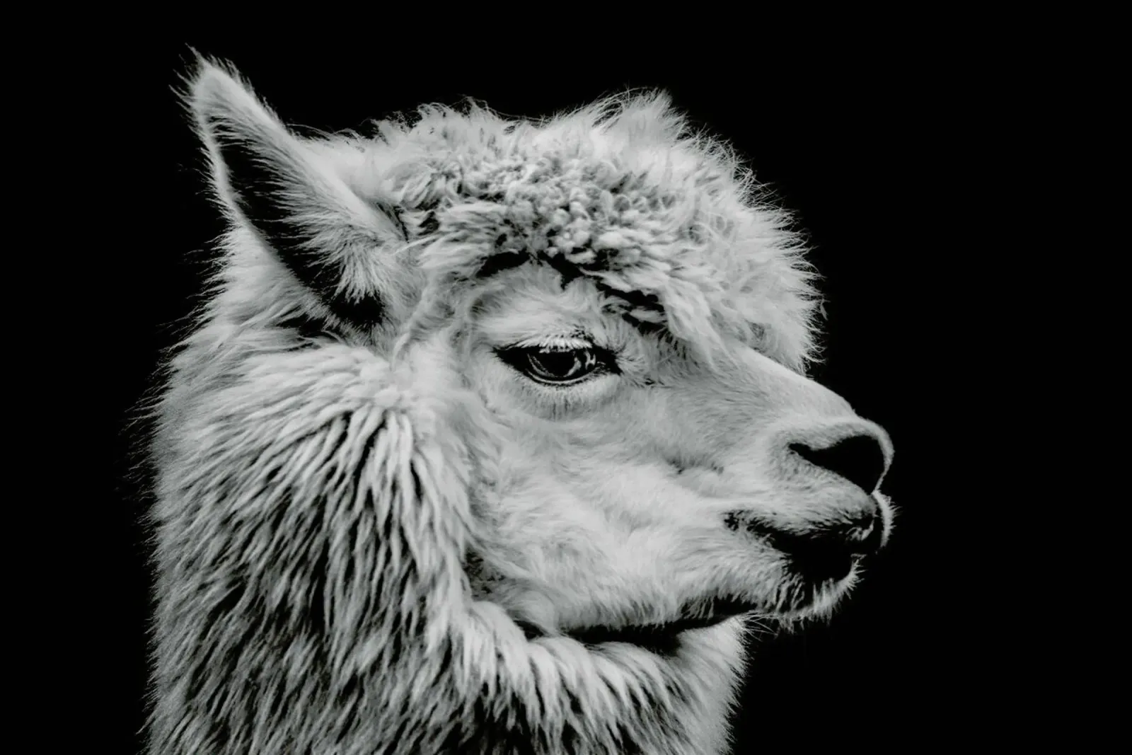 Llama II pellicola backlit da Natural Kingdom