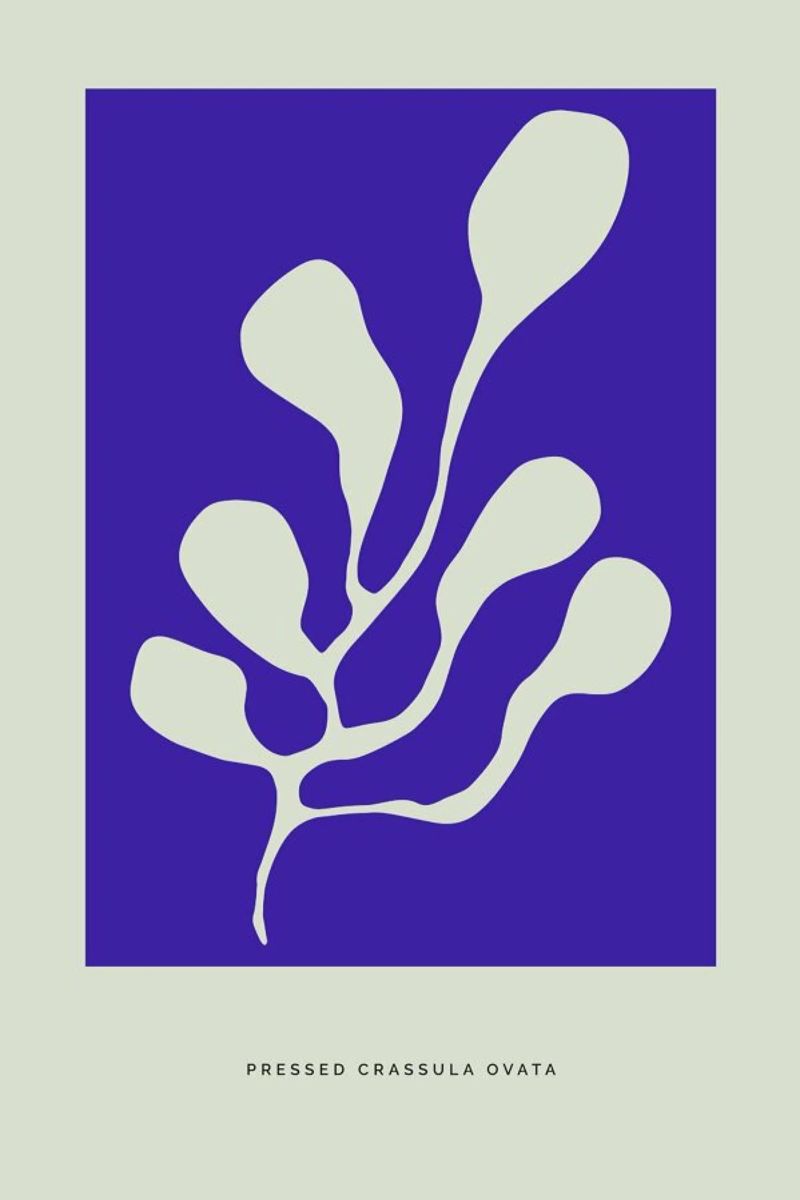 Pressed Crassula Ovata Poster von Studio One