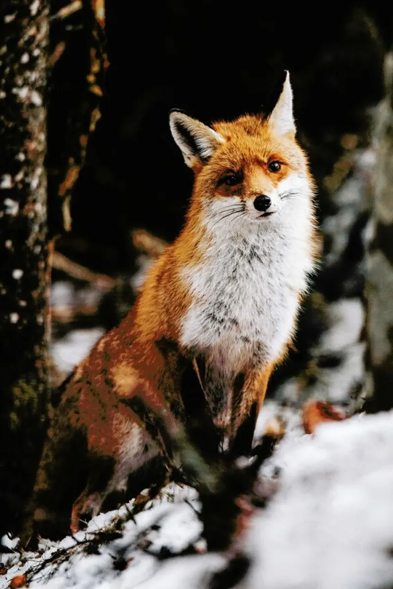 Red Fox pellicola backlit da EyeEm Mobile GmbH