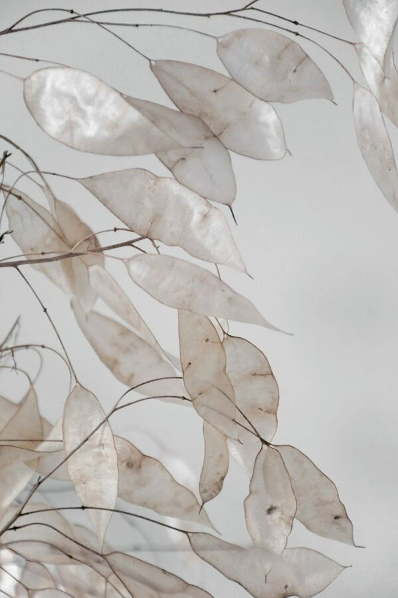 Abstract Branches Collected in the Forest pellicola backlit da Studio Nahili