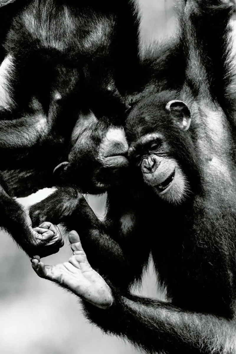 Natural Affection pellicola backlit da Natural Kingdom