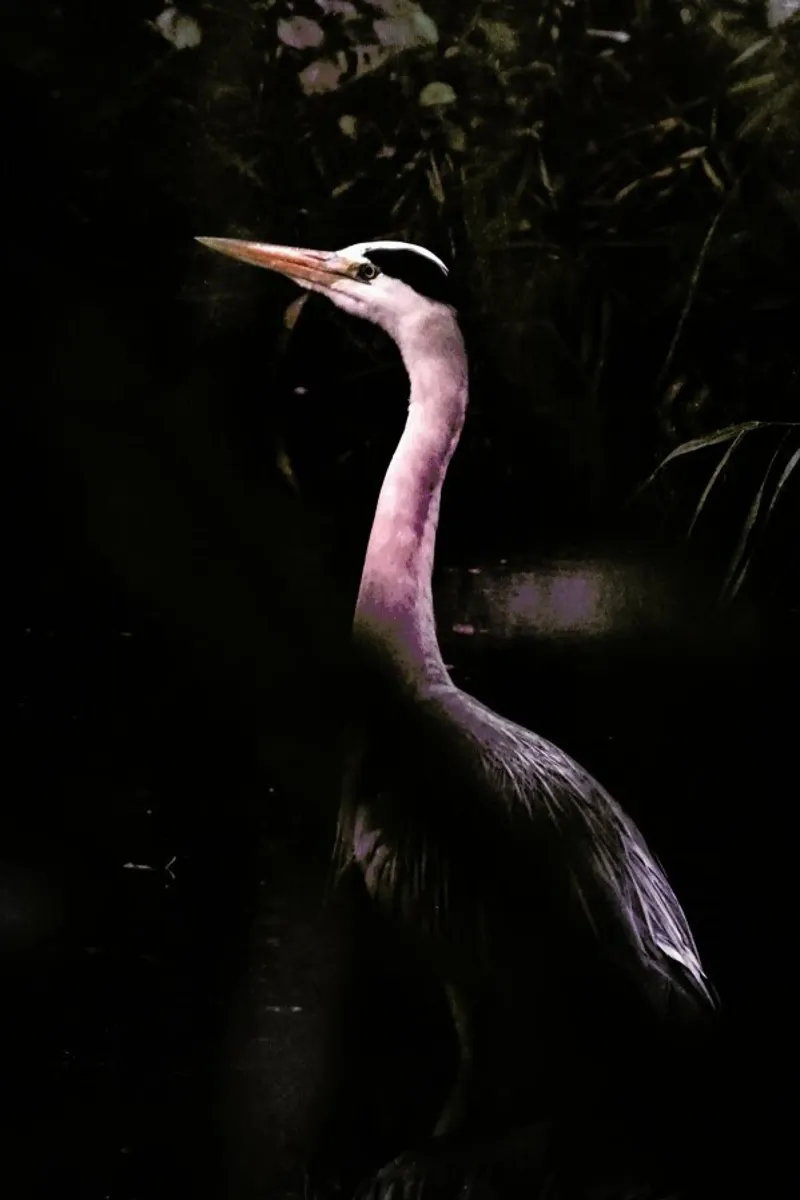 Stork acrylic glass by Natural Kingdom