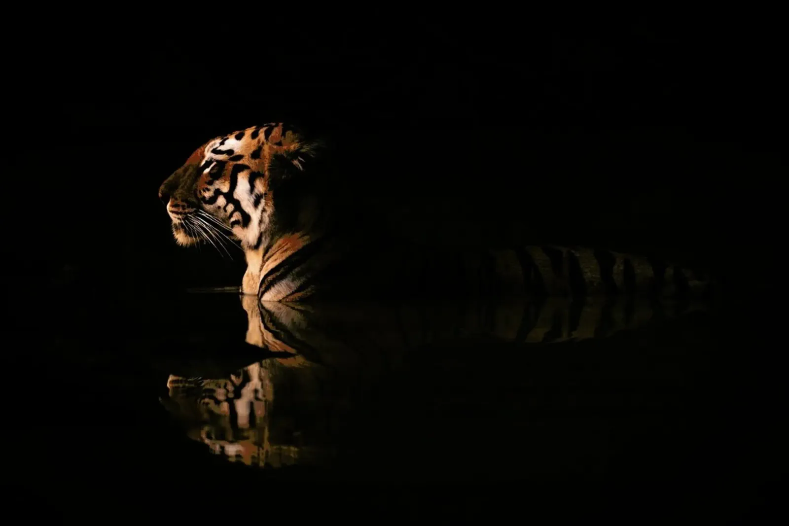 Big Cat Bathing plexiglass da Natural Kingdom