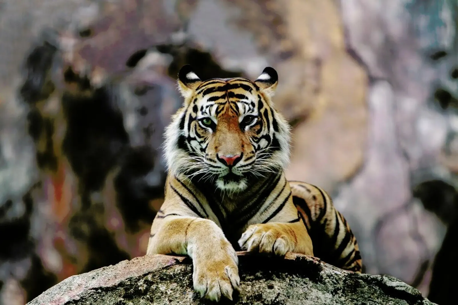 Resting Tiger pellicola backlit da Natural Kingdom
