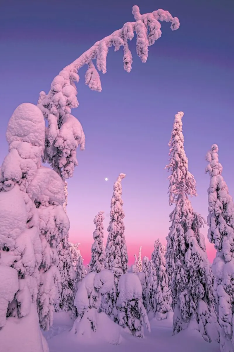 Coated Trees in Purple Light alluminio dibond da EyeEm Mobile GmbH