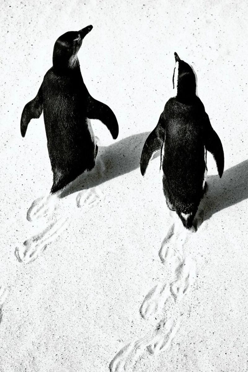 Journey Through Snow pellicola backlit da Natural Kingdom