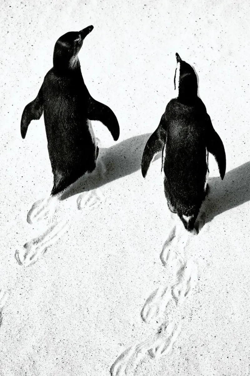 Journey Through Snow pellicola backlit da Natural Kingdom