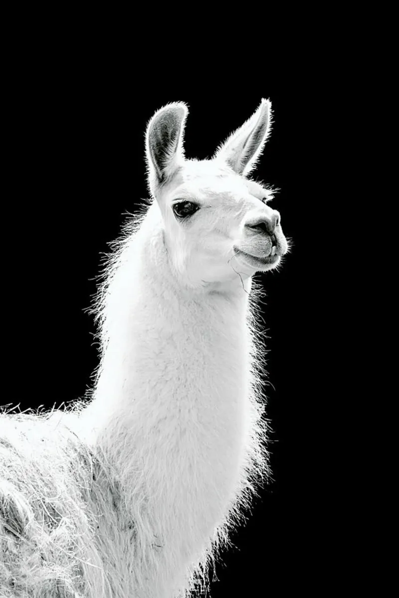 Llama pellicola backlit da Natural Kingdom