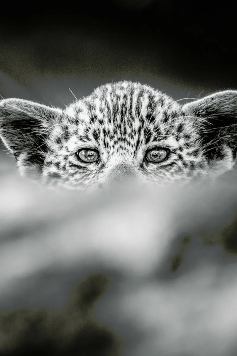 Hide and Seek alluminio dibond da Natural Kingdom