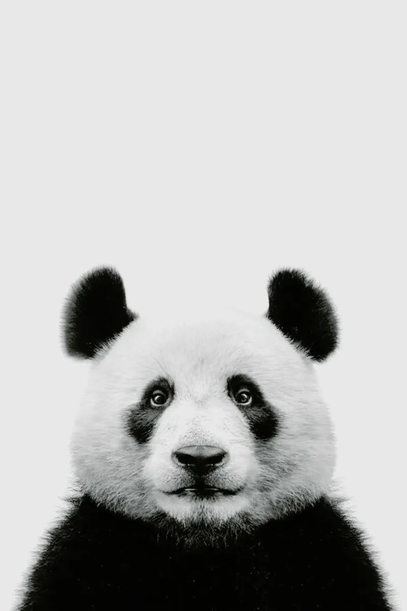 Panda II pellicola backlit da Paws & Claws