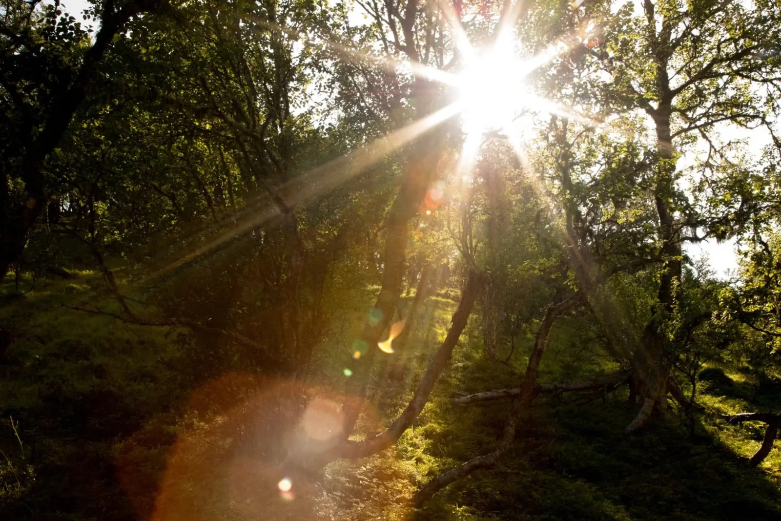 Sunlight streaming through the trees canvas by karijn_landscapes