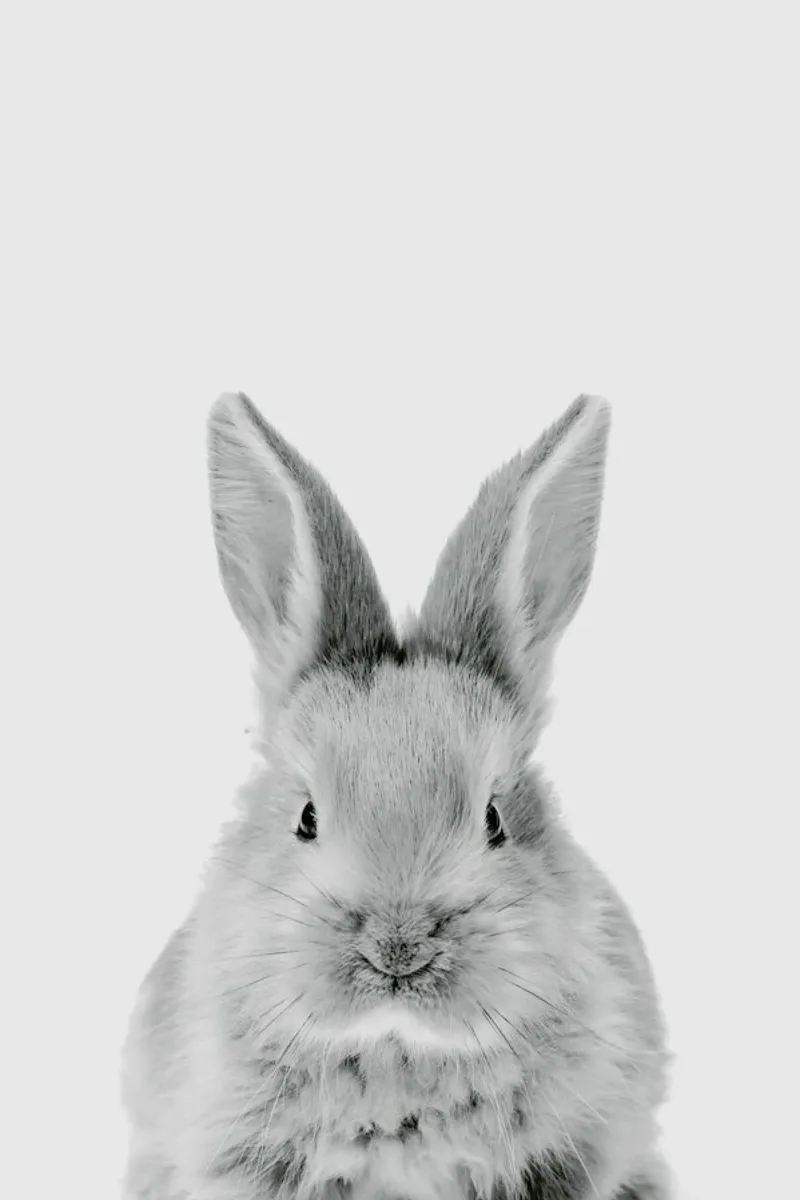 Bunny Classic pellicola backlit da Paws & Claws
