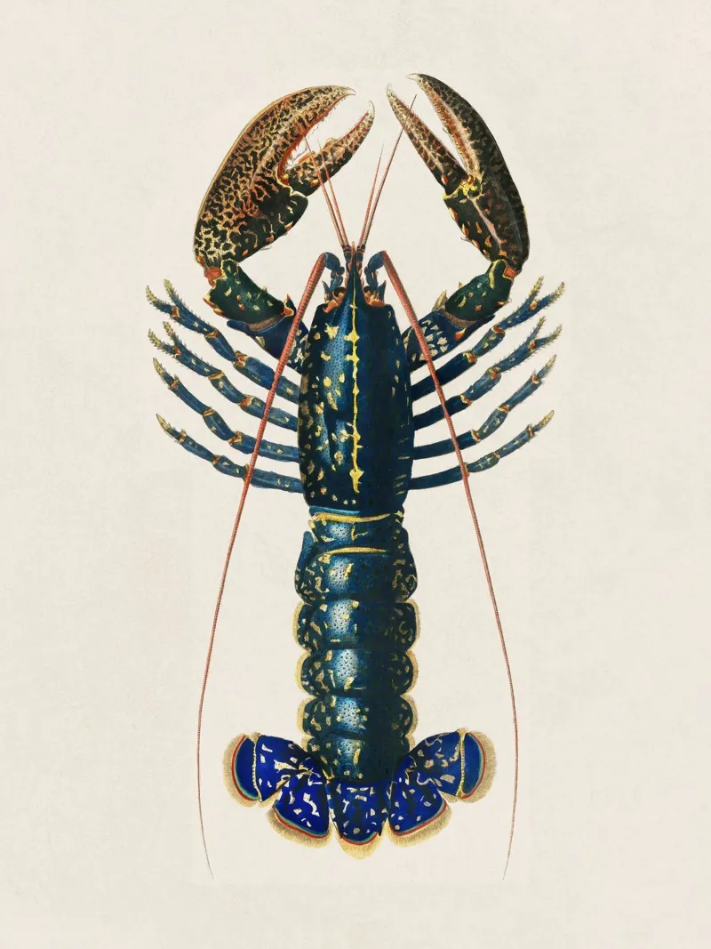 Lobster poster con telaio in alluminio da apoloprints