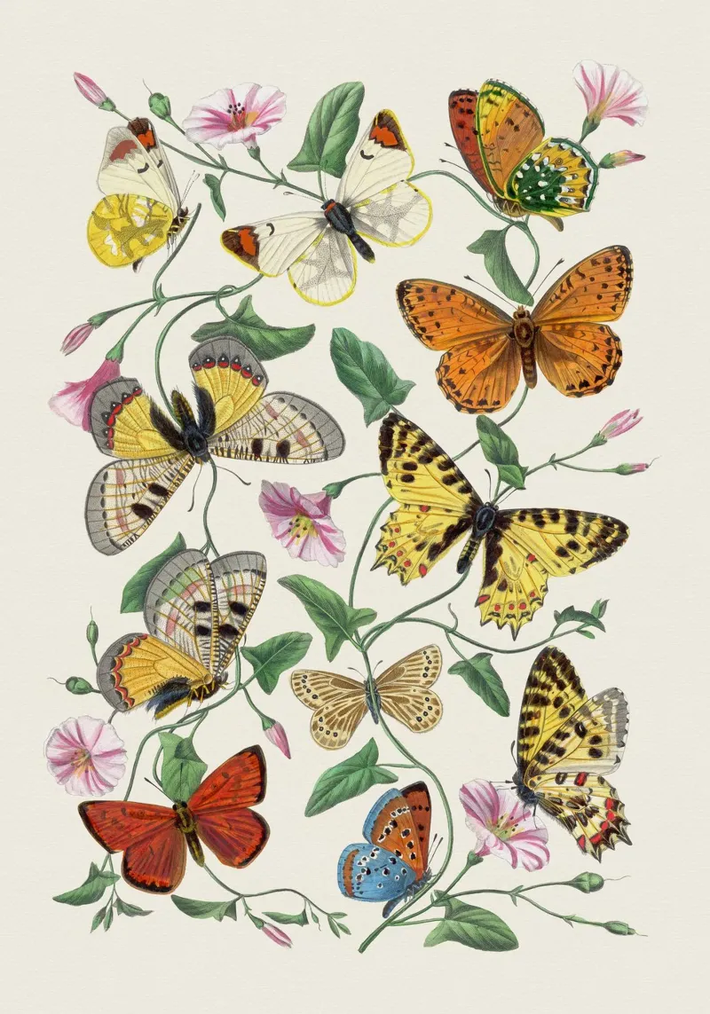 Butterflies no. 3 carta hahnemühle da apoloprints
